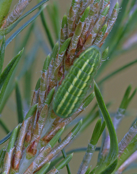 Eastern Pine Elfin caterpillar